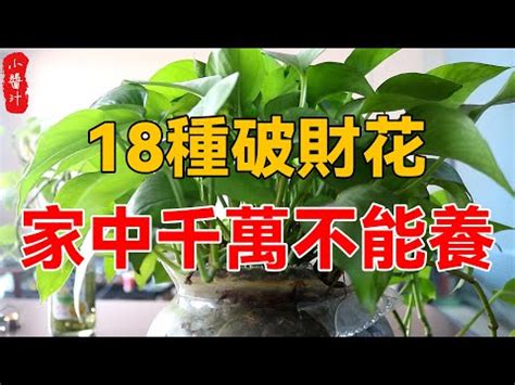 前陽台招財|五種前陽台招財植物大公開